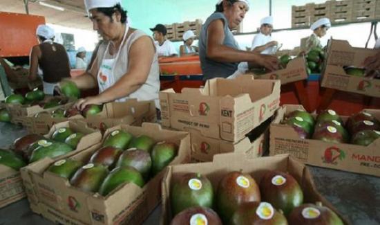 Dos Rutas De Los Exportadores De Mango Para Aprovechar Potencial Del