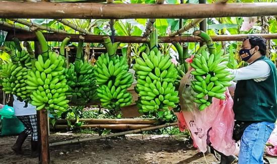 Perú exportó 143 000 toneladas de banano orgánico fresco por US 110