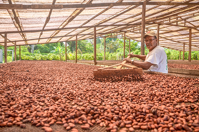 cacao-hu%C3%A1nuco.jpg