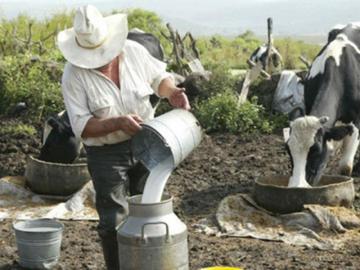 Acopio de leche fresca para la industria se desacelera, mientras que crece la importación de leche en polvo