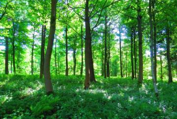 Actualmente el 57% del territorio peruano está cubierto por bosques