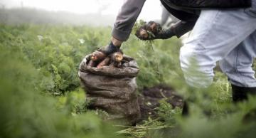 Acuerdo Nacional pide crear Comando de Emergencia Agroalimentaria y fondo de salvataje para productores