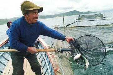 Acuicultura crecerá a tasas superiores del 10% desde este año