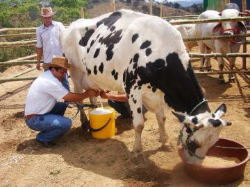 Agalep: Más de 33 millones de consumidores podrán acceder a leche evaporada de calidad