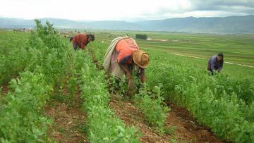 AGAP pide agilidad en entrega de préstamos del FAE-AGRO a pequeños productores