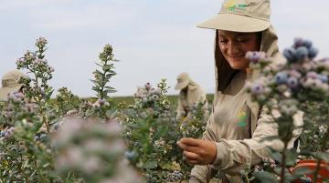 Agrícola Cerro Prieto desarrolla proyecto para cultivar arándanos en maceta