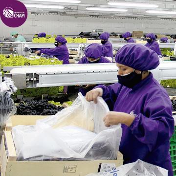 Agrícola Chapi ha generado 35 mil puestos de trabajo; el 40% son mujeres