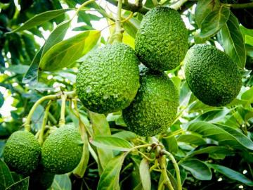 Agrícola Cuatro Vientos busca instalar 170 hectáreas de palta Hass en Ica