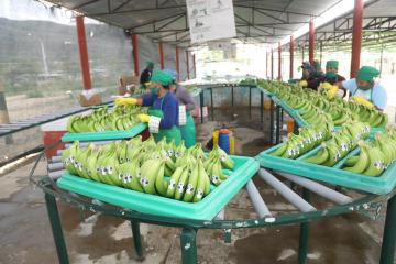 Agricultores de El Chira incrementan niveles de exportación de banano orgánico a Europa