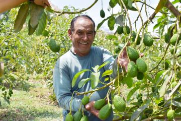 Agricultores del Valle Supe certificarán con Global GAP por primera vez su producción de palta para exportación