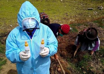 Agricultores se unen a empresa y fabrican 'alcohol de papa nativa' para las manos