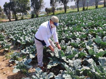 Agriland Global apuesta por el Valle de Chillón en Lima