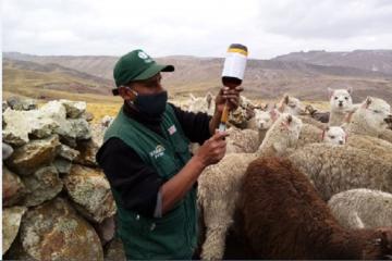 Agro Rural atendió a 1.872.800 cabezas de ganado durante 2020