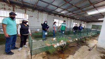 Agro Rural invertirá S/ 700.600 para capacitar a familias productoras de cuyes de ocho regiones