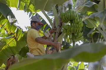 Agrobanco: 83 mil pequeños productores agropecuarios serán beneficiados con créditos a tasas más bajas gracias al FIFPPA