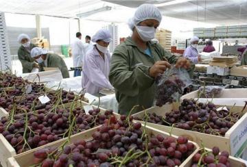 Agroindustria fue la principal actividad generadora de puestos laborales relacionados a la exportación con 1.557.508 empleos, representando el 41.4% del total