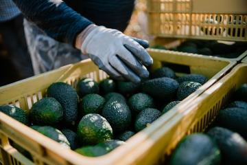 Agroindustriales chilenos de la palta se expanden  en Colombia