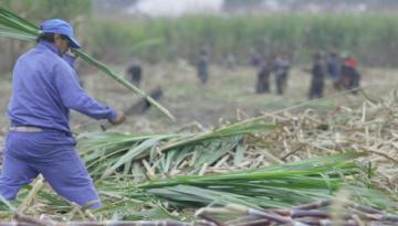 Agrolmos tiene uno de los rendimientos productivos de azúcar más altos del mundo