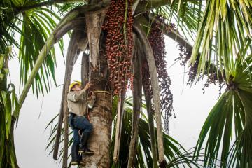 Aguajales son sustento económico y nutricional de la selva y pieza clave contra el cambio climático