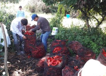 Ají cayena se convierte en producto estrella de San Martín