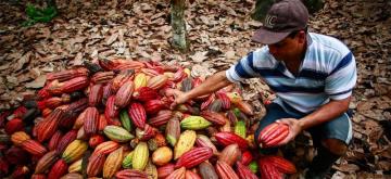 ALCACAO plantea diálogo con la UE por normas que restringen exportaciones de cacao procedentes de bosques tropicales