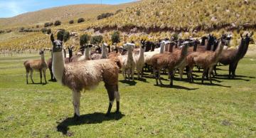 Algunas regiones ya realizan reconversión productiva natural de alpacas por llamas