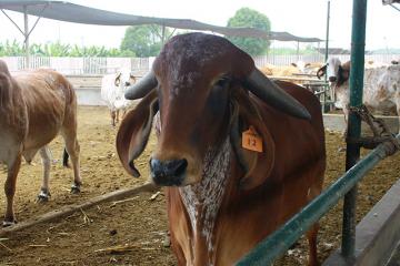 Amazonas: productores mejoran calidad de carne del ganado vacuno