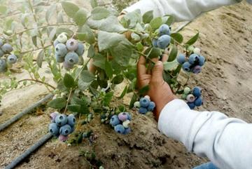 Áncash: Productores de Lacramarca incrementan producción de arándanos