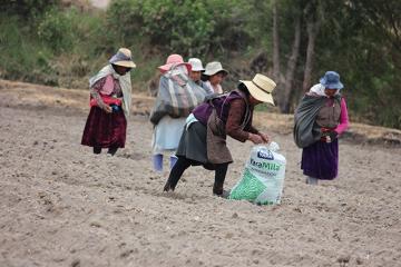 APLICACIÓN DE FERTILIZANTES MINERALES CON MICRONUTRIENTES AUMENTARÍA EN CASI 25% RENDIMIENTOS DE CULTIVOS