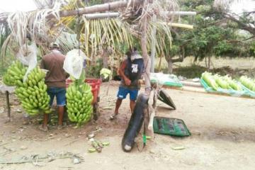 Aproannape comercializará 80 toneladas de banano orgánico en diciembre