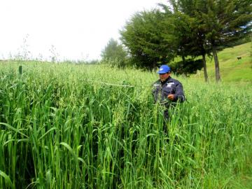 Aprueban liberación de la nueva variedad de avena denominada 