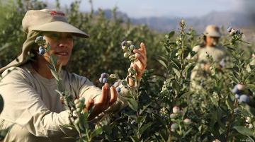 Arándanos generarían cerca de 100 mil puestos de trabajo en el pico de la campaña 2020/2021