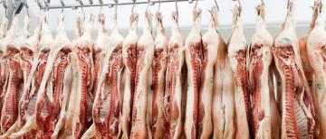 Asoporci: producción nacional de carne de cerdo alcanzaría casi las 270 mil toneladas este año, representando un incremento de 3.5%