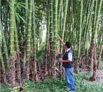 Azúcar, maíz, trigo, arroz y papa son los cultivos de mayor producción en el mundo