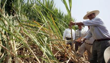 Azucareros peruanos denuncian a Colombia ante la Comunidad Andina por incumplir normas de libre competencia