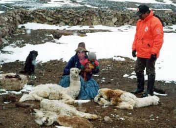 Bajas temperaturas nocturnas en la Sierra amenazan vida de alpacas