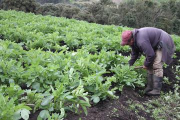 Bayer y CIP se unen por los pequeños agricultores en América Latina y el Caribe