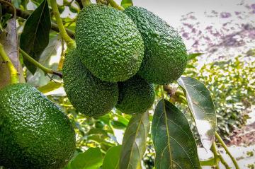 Bioestimulación para mejorar el cuajado, amarre, calibre y calidad de la palta Hass con el empleo de la tecnología ECCA Carboxy