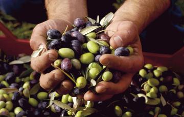 Brasil y Chile ya no demandan aceituna Criolla, principal variedad sembrada en Perú