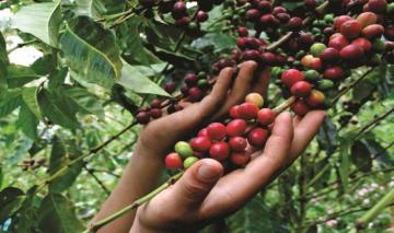 Caen producción y exportaciones de café por desorden climático y contracción de embarques