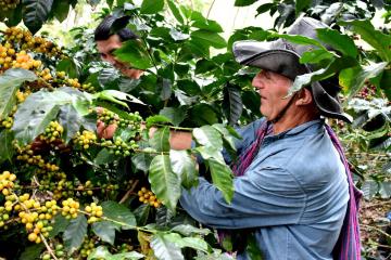 Café orgánico de Amazonas se exportará Corea del Sur