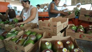 Campaña 25/26: Europa concentró la mitad de las exportaciones peruanas de mango fresco