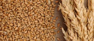Camposur produciría 1.400 toneladas de trigo en la próxima campaña