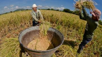 Chiclayo será sede de la primera edición de Expo Arroz 2025