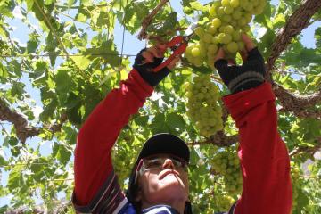 Chile: intensas lluvias ocasionan catástrofe en el sector frutícola y agrícola