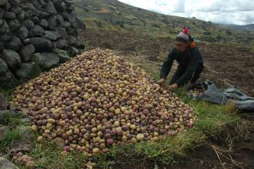 CIP: El sector minero puede convertirse en eslabón para mitigar efectos del cambio climático, la desnutrición y problemáticas rurales