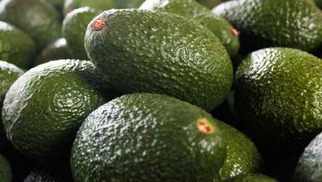 Colombia cultiva palta Hass en 25 mil hectáreas,  menos del 1% de su superficie potencial