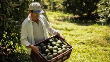 Colombia seguirá siendo el mayor exportador de palta Hass hacia Europa en 2022