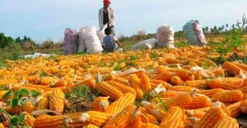 ComexPerú: Producción nacional de maíz amarillo solo cubre el 22.5% de la demanda nacional