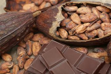 Compradores de potencias de Europa y Norteamérica interesados en cacao peruano